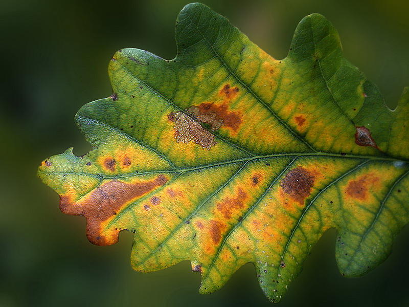 Blatt herbst 1148_Bildgröße ändern.jpg